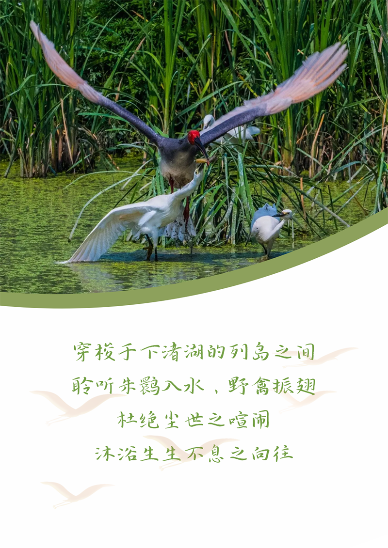 心心念廿 相伴DG视讯 | 与德清相约 贺廿载诞辰